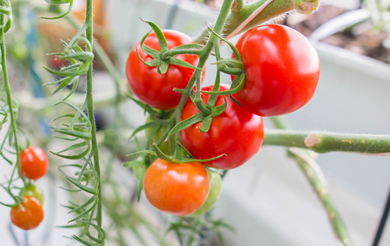 GRWKIT-12 Home Grow Drip Kit