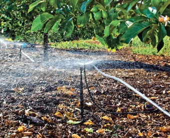 Dynamic Mini Sprinkler