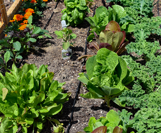 1/4 in. Microline™ Dripline